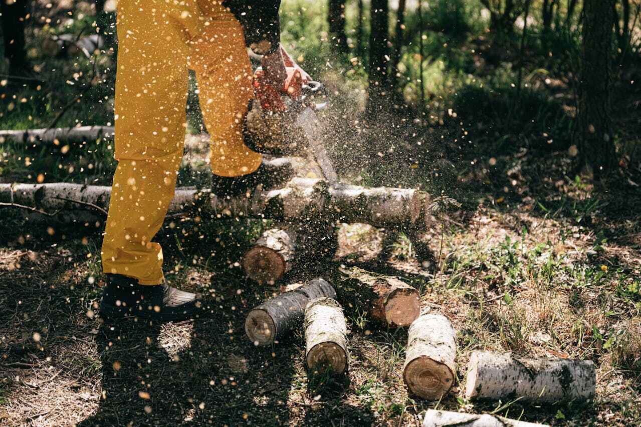 The Steps Involved in Our Tree Care Process in Lewiston, MN